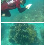 FPIK UB Pantau Pemutihan Karang di Tiga Pesisir Jawa Timur
