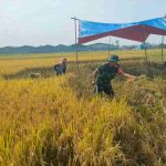 Babinsa Balearjosari Bantu Panen Padi, Wujud Dukungan Moril Kepada Petani