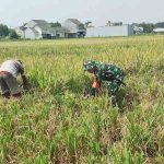 Babinsa Tasikmadu Aktif Dampingi Petani Panen Padi
