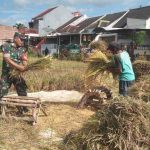 Babinsa Pandanwangi Dampingi Petani di Wilayah Binaan