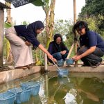Mahasiswa MMD Kenalkan Pertanian Aquaponik Berbasis Potensi Lokal di Dusun Aran-Aran