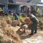 Wujudkan Swasembada Pangan Babinsa Pandanwangi Lakukan Pendampingan Intensif Petani Binaan
