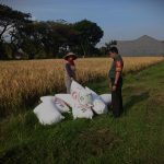 Babinsa Bakalankrajan Dampingi Petani Panen Padi deng Mesin Combine Harvester