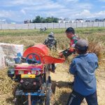 Babinsa Tunggulwulung Bantu Panen Padi Petani di Wilayah Binaan