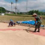Babinsa Mulyorejo Wujudkan Ketahanan Pangan Melalui Pendampingan Panen Padi