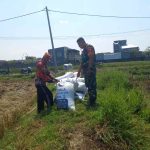 Babinsa Bakalankrajan Dampingi Petani Panen Padi