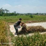 MOTIVASI PETANI BABINSA BANDULAN DAMPINGI PANEN PADI