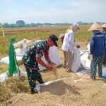 Babinsa Kebonsari Dampingi Petani Panen Padi, Dukung Swasembada Pangan Nasional