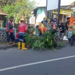 Babinsa Kebonsari Dampingi Petani Panen Padi, Dukung Swasembada Pangan Nasional