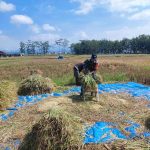 Babinsa Tunggulwulung Dampingi Petani Panen Padi di Wilayah Binaan
