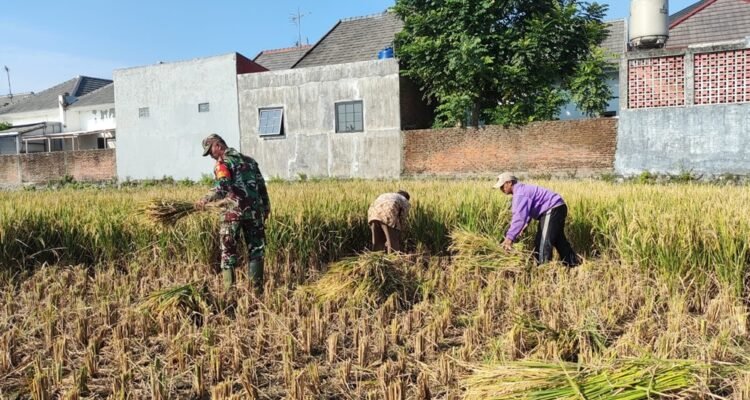 Babinsa Kedungkandang Dorong Produktivitas Petani Lewat Panen Padi