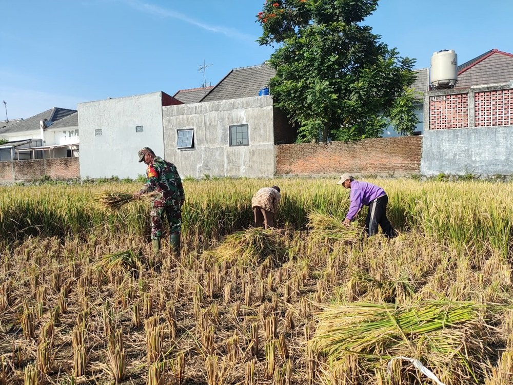 Babinsa Kedungkandang Dorong Produktivitas Petani Lewat Panen Padi