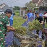 Babinsa Bandungrejosari Dampingi Gapoktan Rukun Gawe Santoso Laksanakan Pengubinan Panen Padi