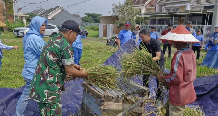 Babinsa Bandungrejosari Dampingi Gapoktan Rukun Gawe Santoso Laksanakan Pengubinan Panen Padi