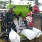 Dukung Percepatan Panen dan Ketahanan Pangan Babinsa Bantu Panen Padi di Bandungrejosari,