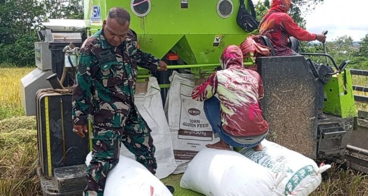 Dukung Percepatan Panen dan Ketahanan Pangan Babinsa Bantu Panen Padi di Bandungrejosari,