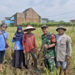 Babinsa Sukun Dorong Ketahanan Pangan Lewat Pendampingan Panen Padi