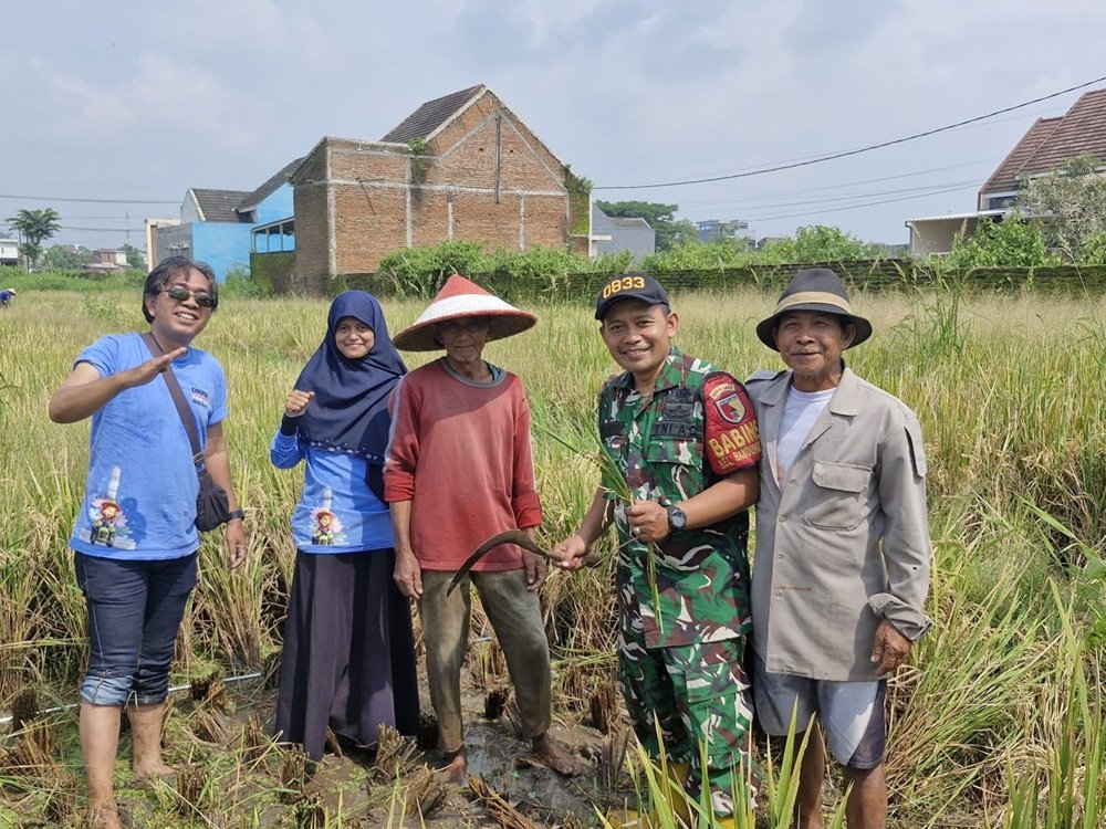 Babinsa Sukun Dorong Ketahanan Pangan Lewat Pendampingan Panen Padi