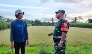 Babinsa Buring Komsos Bersama Petani Wujud Kemanunggalan TNI dan Rakyat