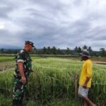 Babinsa Tlogowaru Babinsa Tlogowaru Bersama Bhabinkamtibmas Sigap Amankan Lokasi Pohon Roboh demi Keselamatan Pengguna Jalan