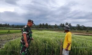 Babinsa Tlogowaru Bersama Bhabinkamtibmas Sigap Amankan Lokasi Pohon Roboh demi Keselamatan Pengguna Jalan
