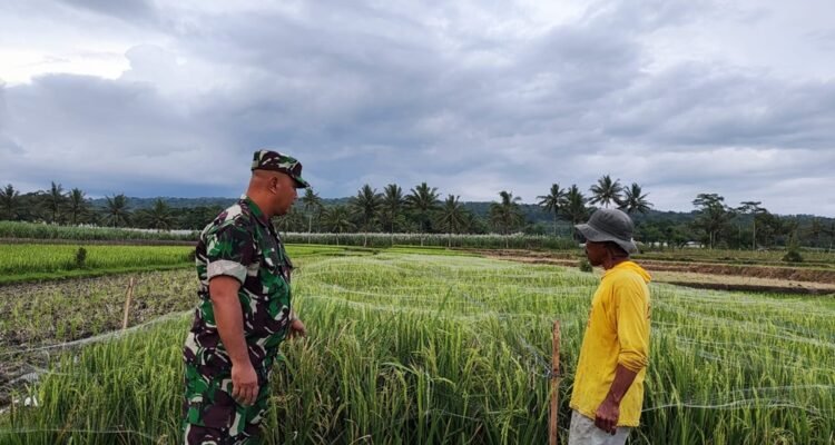 Babinsa Tlogowaru Babinsa Tlogowaru Bersama Bhabinkamtibmas Sigap Amankan Lokasi Pohon Roboh demi Keselamatan Pengguna Jalan