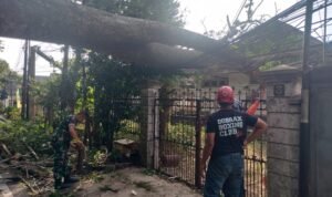 Babinsa Oro-Oro Dowo Evakuasi Pohon Sono Roboh yang Menimpa Rumah Kosong