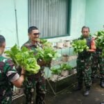 Kodim 0833 Panen Sawi dalam Polibag Wujud Nyata Contoh Kemandirian Ketahanan Pangan