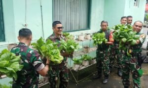 Kodim 0833 Panen Sawi dalam Polibag Wujud Nyata Contoh Kemandirian Ketahanan Pangan Kodim 0833 Panen Sawi dalam Polibag Wujud Nyata Contoh Kemandirian Ketahanan Pangan