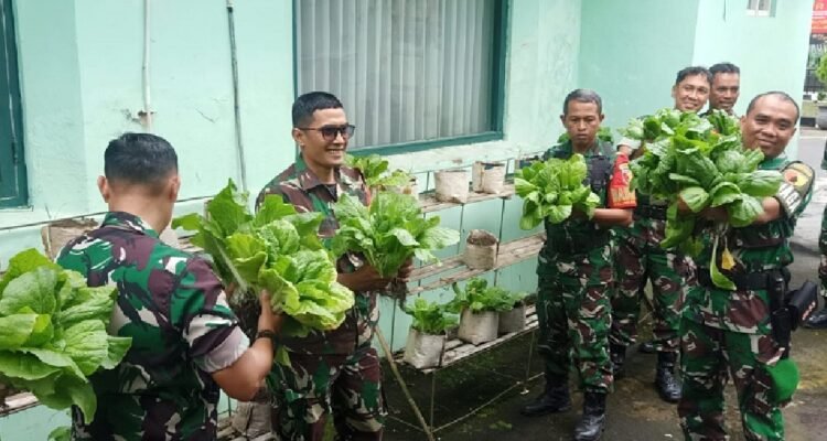 Kodim 0833 Panen Sawi dalam Polibag Wujud Nyata Contoh Kemandirian Ketahanan Pangan