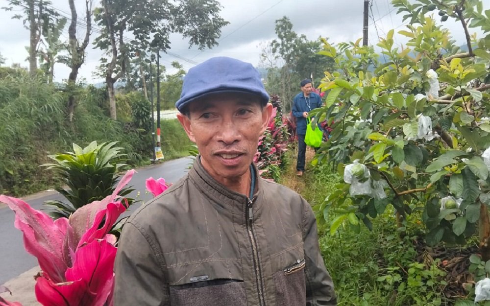 Wisata Petik Jambu Kebun Matsuri Ngabab-Pujon, Mutu Terjaga dengan Harga Terjangkau