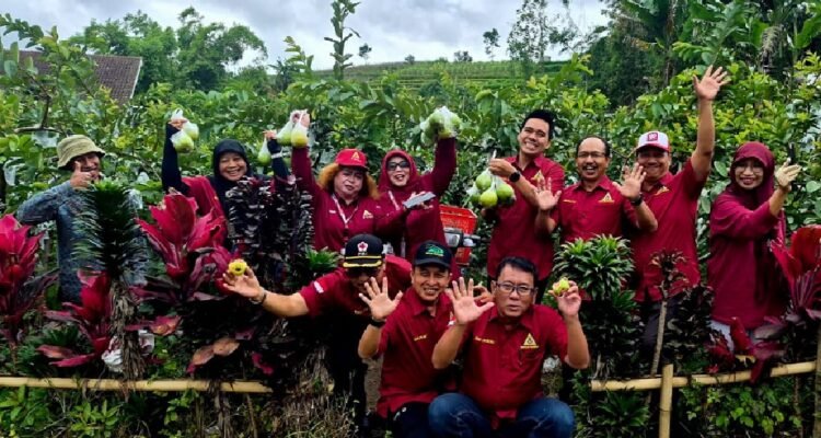 Wisata Petik Jambu Kebun Matsuri Ngabab-Pujon, Mutu Terjaga dengan Harga Terjangkau