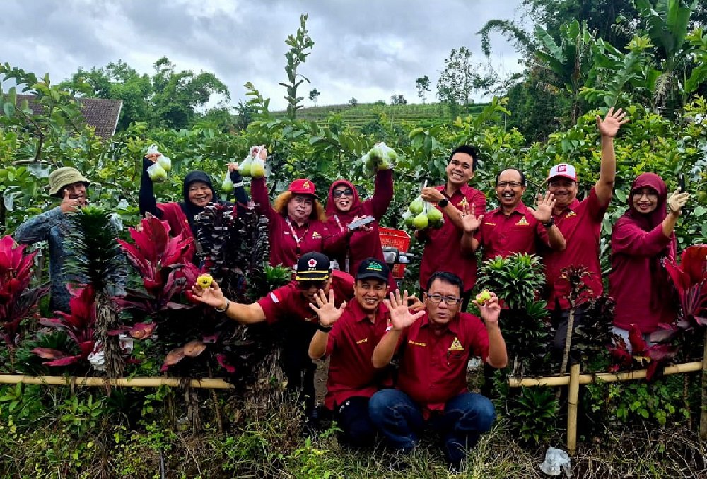 Wisata Petik Jambu Kebun Matsuri Ngabab-Pujon, Mutu Terjaga dengan Harga Terjangkau