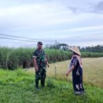 Babinsa Kedungkandang Dukung Ketahanan Pangan Melalui Komsos Bersama Poktan Maju Makmur