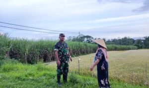 Babinsa Kedungkandang Dukung Ketahanan Pangan Melalui Komsos Bersama Poktan Maju Makmur