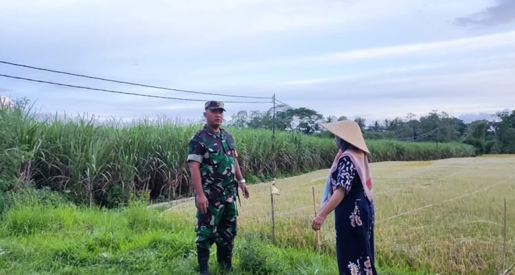 Babinsa Kedungkandang Dukung Ketahanan Pangan Melalui Komsos Bersama Poktan Maju Makmur