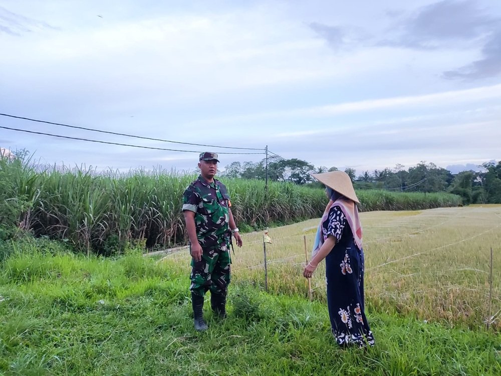Babinsa Kedungkandang Dukung Ketahanan Pangan Melalui Komsos Bersama Poktan Maju Makmur