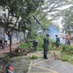 Babinsa Klojen Bersama DLH Kota Malang Tertibkan Pohon Trembesi Rawan Tumbang Babinsa Klojen Bersama DLH Kota Malang Tertibkan Pohon Trembesi Rawan Tumbang