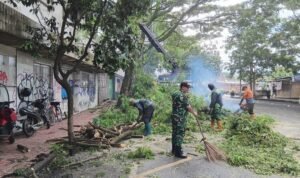 Babinsa Klojen Bersama DLH Kota Malang Tertibkan Pohon Trembesi Rawan Tumbang Babinsa Klojen Bersama DLH Kota Malang Tertibkan Pohon Trembesi Rawan Tumbang