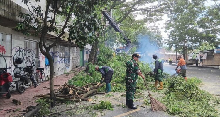 Babinsa Klojen Bersama DLH Kota Malang Tertibkan Pohon Trembesi Rawan Tumbang Babinsa Klojen Bersama DLH Kota Malang Tertibkan Pohon Trembesi Rawan Tumbang