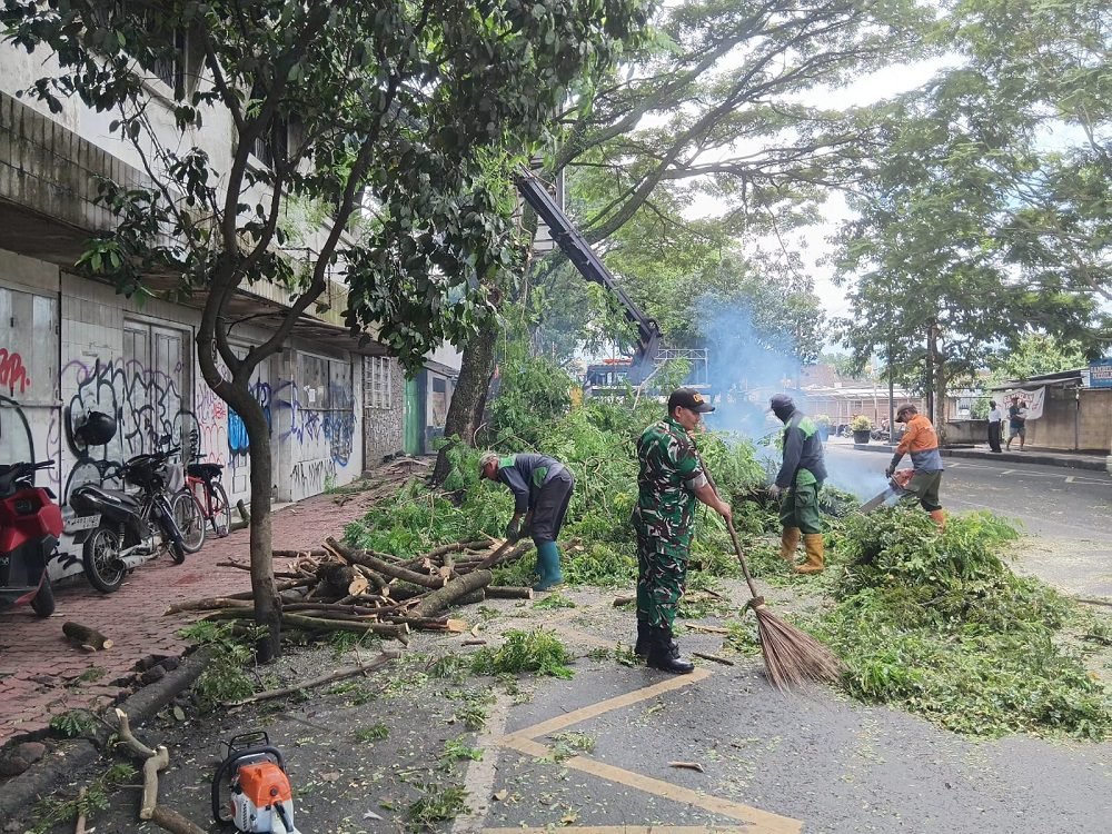 Babinsa Klojen Bersama DLH Kota Malang Tertibkan Pohon Trembesi Rawan Tumbang