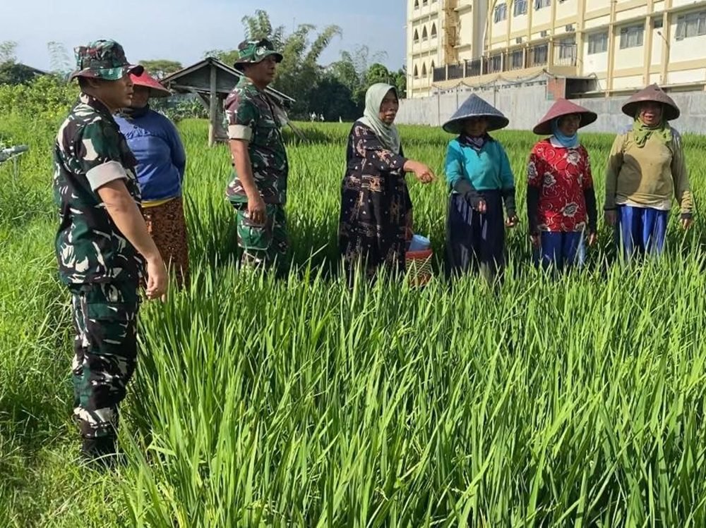 Wujud Dukungan Ketahanan Pangan, Babinsa Lowokwaru Bantu Petani Bersihkan Gulma