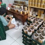 Cempaka Cookies Malang Ramadan Bawa Berkah, Cempaka Cookies di Kota Malang Kebanjiran Pesanan Pertahankan Resep Kuno