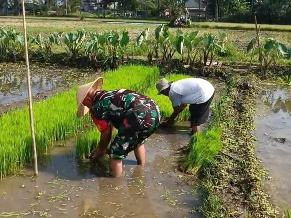 Perkuat Ketahanan Pangan, Babinsa Buring Dampingi Poktan Suka Maju Tanam Padi