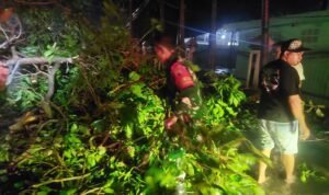 babinsa pohon tumbang Babinsa dan Warga Blimbing Sigap Tangani Pohon Tumbang di Kawasan Rampal