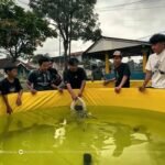 mahasiswa UMM lepas benih ikan Nila di kolam Inovasi Mahasiswa UMM, Budidaya Nila Sistem Bioflok Jadi Solusi Lahan Sempit .(Ist)