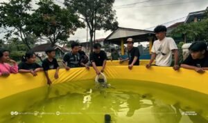mahasiswa UMM lepas benih ikan Nila di kolam Inovasi Mahasiswa UMM, Budidaya Nila Sistem Bioflok Jadi Solusi Lahan Sempit .(Ist)