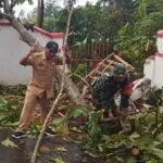 pohon Babinsa Wonokoyo Sigap Evakuasi Pohon Tumbang Timpa MTs Hidayatus Sibyan