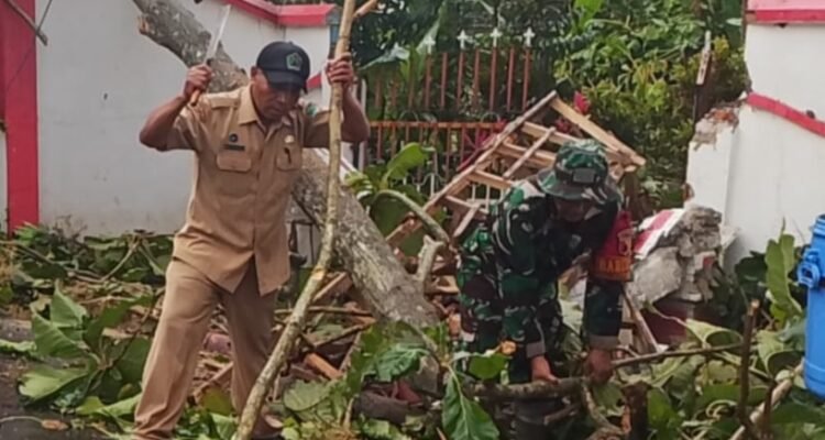 pohon Babinsa Wonokoyo Sigap Evakuasi Pohon Tumbang Timpa MTs Hidayatus Sibyan