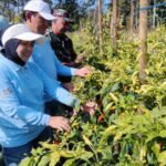 Babinsa Kedungkandang dan Kadispangtan Turun ke Buring, Pastikan Panen Cabai Tetap Melimpah.